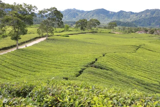 Kebun Teh Liki