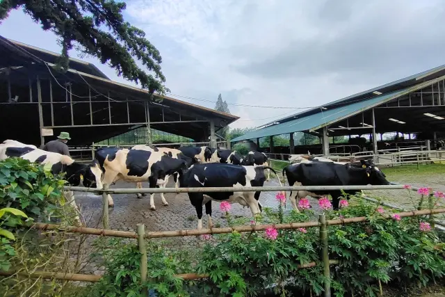 Aktivitas Menarik Gundaling Farmstead Karo