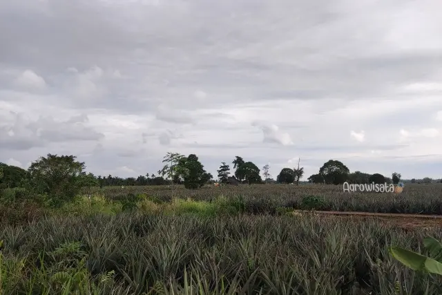 Aktivits Menarik Agrowisata Nanas Tangkit