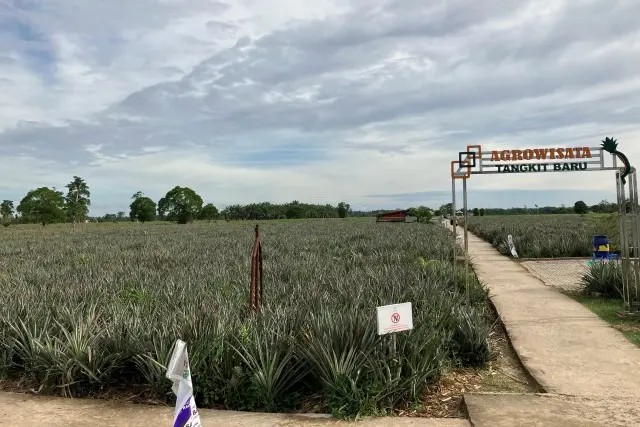 Alamat Agrowisata Nanas Tangkit