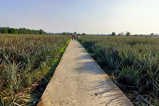 Daya Tarik Agrowisata Nanas Tangkit