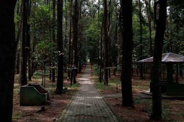 Daya Tarik Taman Hutan Pinus Pal X