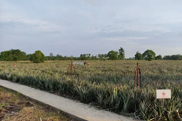 Fasilitas Agrowisata Nanas Tangkit