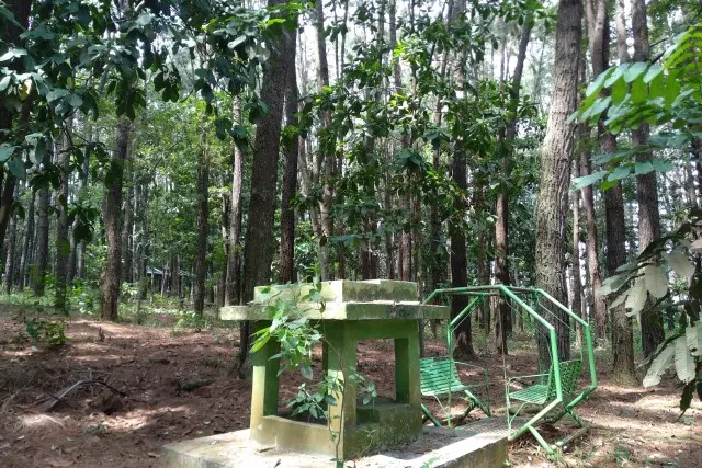 Fasilitas Taman Hutan Pinus Pal X