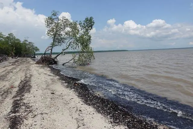 Rawa Gambut Pulau Cawan