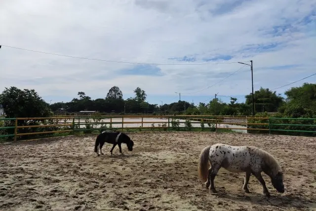 Alamat Jericho Stable