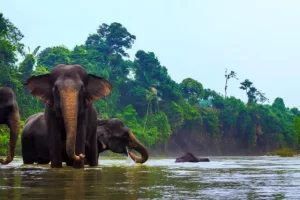 Daya Tarik Ekowisata Tangkahan