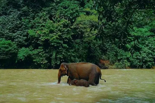Kegiatan Hutan Ekowisata Tangkahan