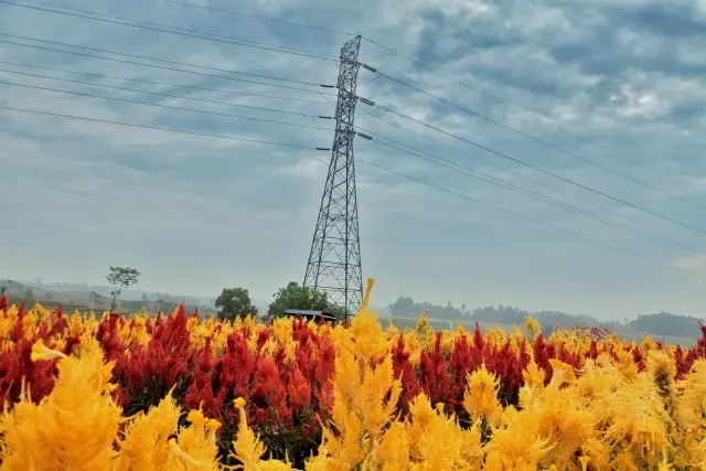 Alamat Taman Bunga Celosia Metro