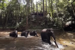 Daya Tarik Aek Nauli