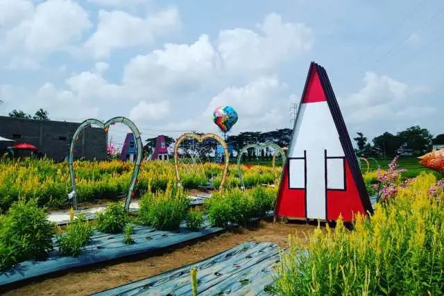 Daya Tarik Taman Bunga Celosia Metro