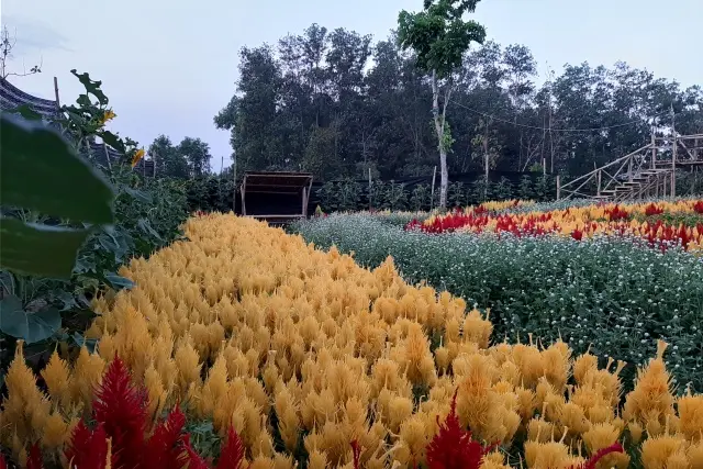 Fasilitas Taman Bunga Celosia Metro
