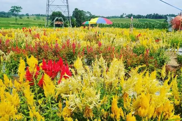 Kegiatan Taman Bunga Celosia Metro