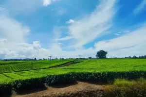 Daya Tarik Desa Sait Buttu Saribu