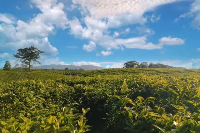 Fasiilitas Sait Buttu Saribu