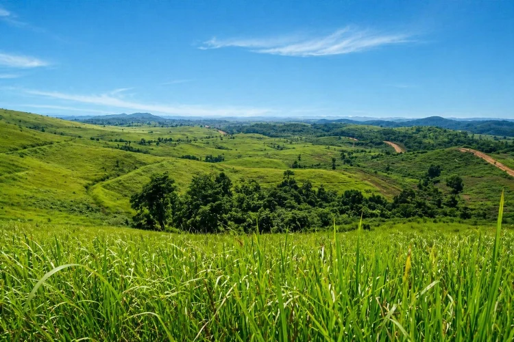 Aktivitas Bukit Ilalang Batanghari