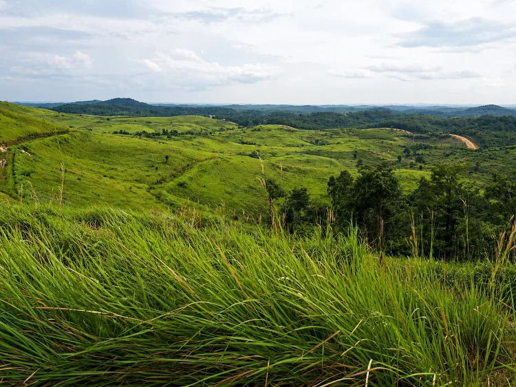 Keindahan Alam Bukit Ilalang Batanghari