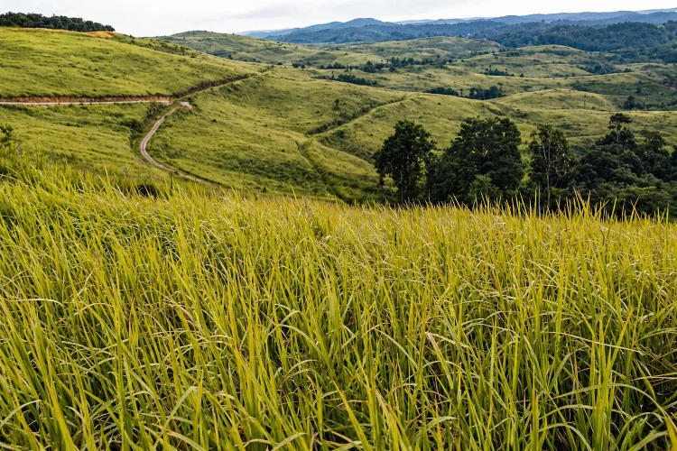 Tips Berkunjung Bukit Ilalang Batanghari